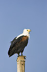 African fish eagle