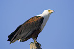African fish eagle