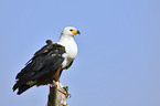 African fish eagle