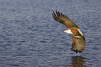 African fish eagle with fish