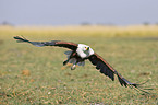 flying African fish eagle