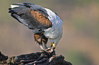 African fish eagle with fish