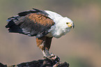 African fish eagle with fish