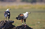 African fish eagles