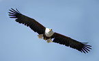 african fish eagle