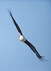 african fish eagle