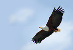 african fish eagle
