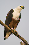 african fish eagle