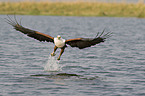 african fish eagle