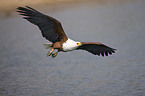 african fish eagle