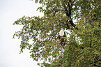 sitting African Fish Eagle