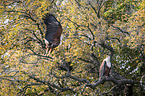 African Fish Eagle