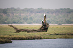 African Fish Eagle