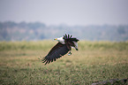 flying African Fish Eagle