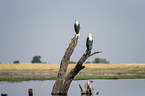 African Fish Eagle