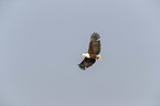 flying African Fish Eagle