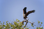 flying African Fish Eagle
