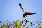 flying African Fish Eagle