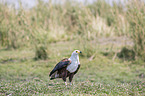 standing African Fish Eagle