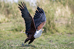 flying African Fish Eagle