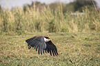 flying African Fish Eagle