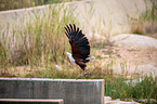 african fish eagle