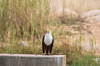 african fish eagle