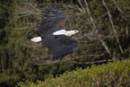 African fish eagle