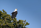 African Fish Eagle