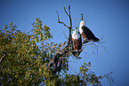 African Fish Eagle
