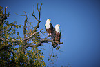 African Fish Eagle