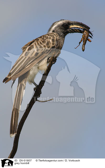 grey hornbill / DV-01807