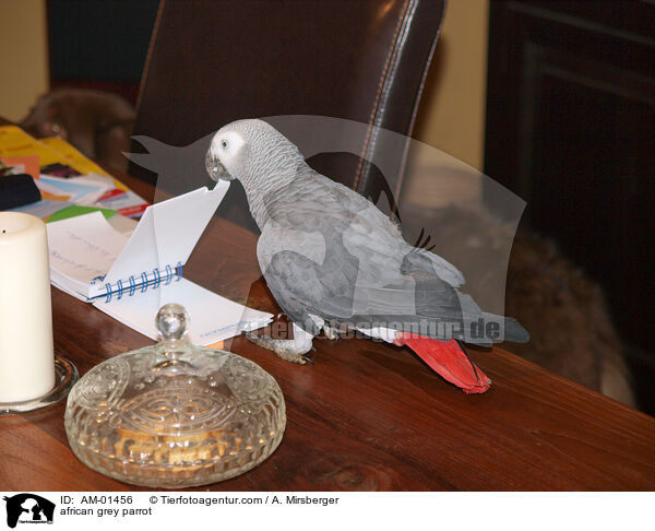 Kongo-Graupapagei / african grey parrot / AM-01456