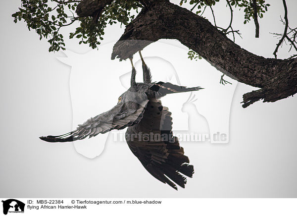 fliegende Hhlenweihe / flying African Harrier-Hawk / MBS-22384