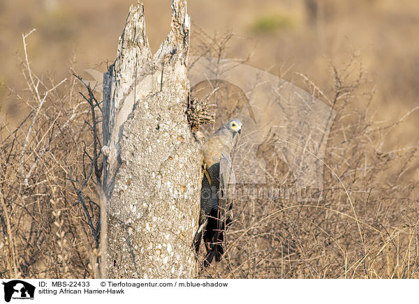 sitzende Hhlenweihe / sitting African Harrier-Hawk / MBS-22433
