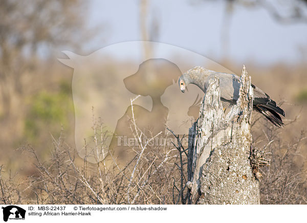 sitzende Hhlenweihe / sitting African Harrier-Hawk / MBS-22437