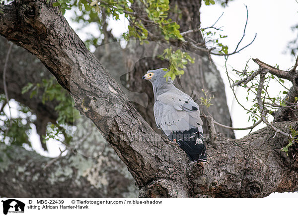 sitzende Hhlenweihe / sitting African Harrier-Hawk / MBS-22439