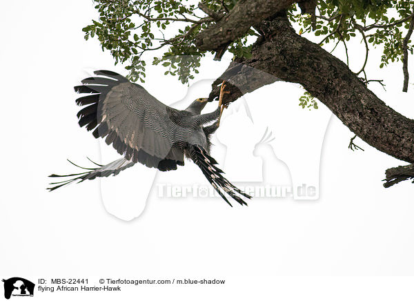 fliegende Hhlenweihe / flying African Harrier-Hawk / MBS-22441