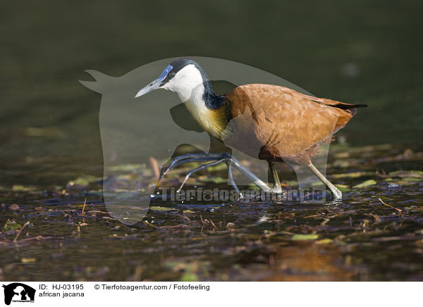 Blaustirn-Blatthhnchen / african jacana / HJ-03195