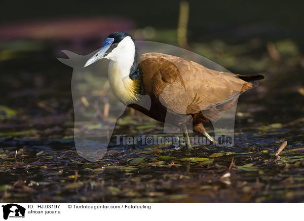african jacana / HJ-03197