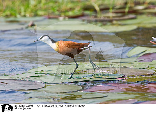 Blaustirn-Blatthhnchen / African jacana / MBS-02708