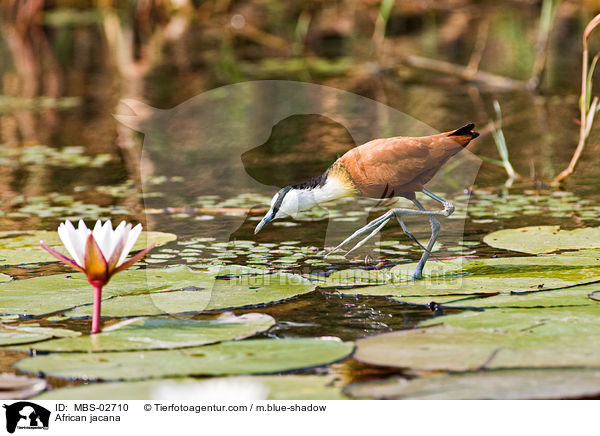 Blaustirn-Blatthhnchen / African jacana / MBS-02710