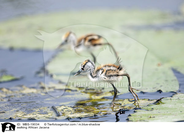 walking African Jacana / MBS-19034