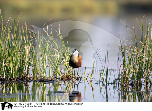 stehendes Blaustirn-Blatthhnchen / standing African Jacana / MBS-19051
