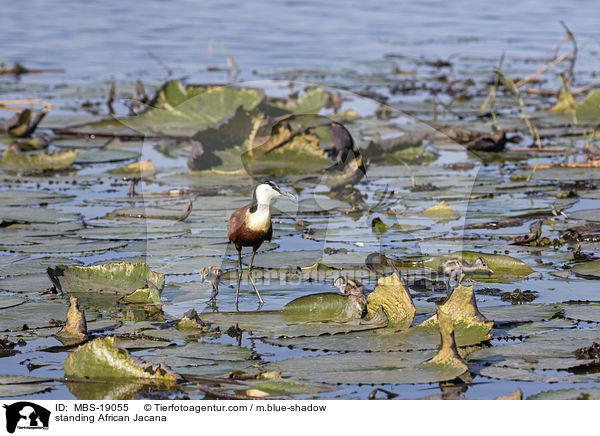 standing African Jacana / MBS-19055