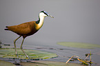 african jacana