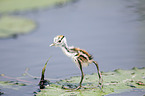 walking African Jacana