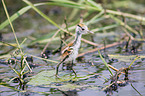 walking African Jacana