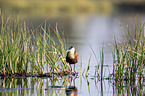standing African Jacana