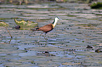 walking African Jacana